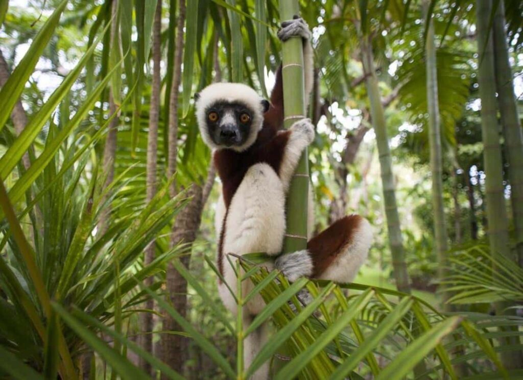 Madagascar