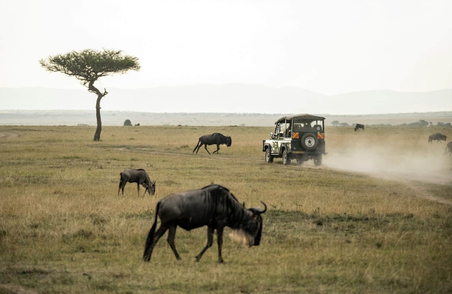 Masai Mara National Reserve, Kenya