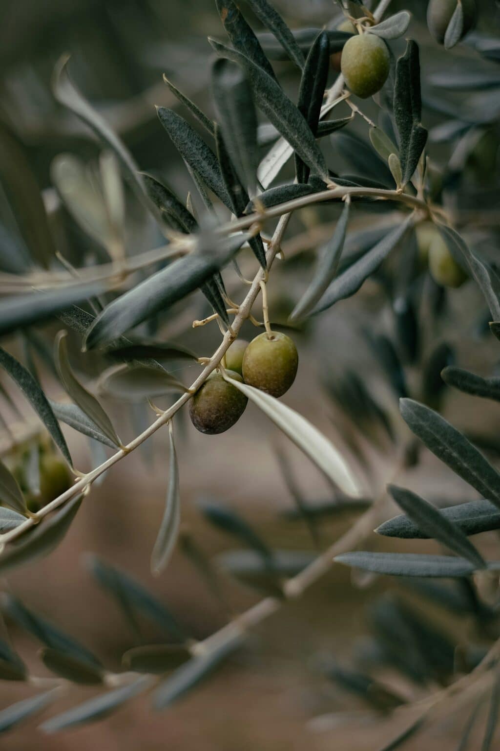 Olivos, Sacromonte