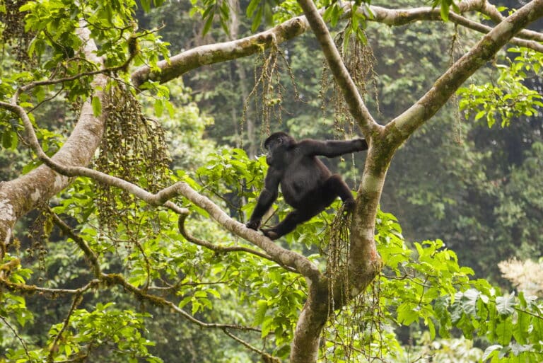Gorilla Trekking - Rwanda