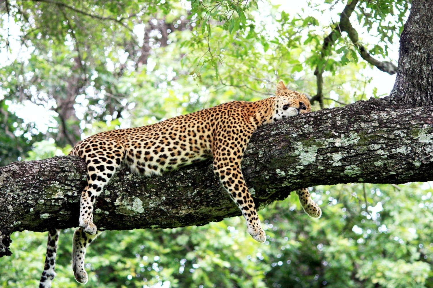 South-Luangwa-National-Park