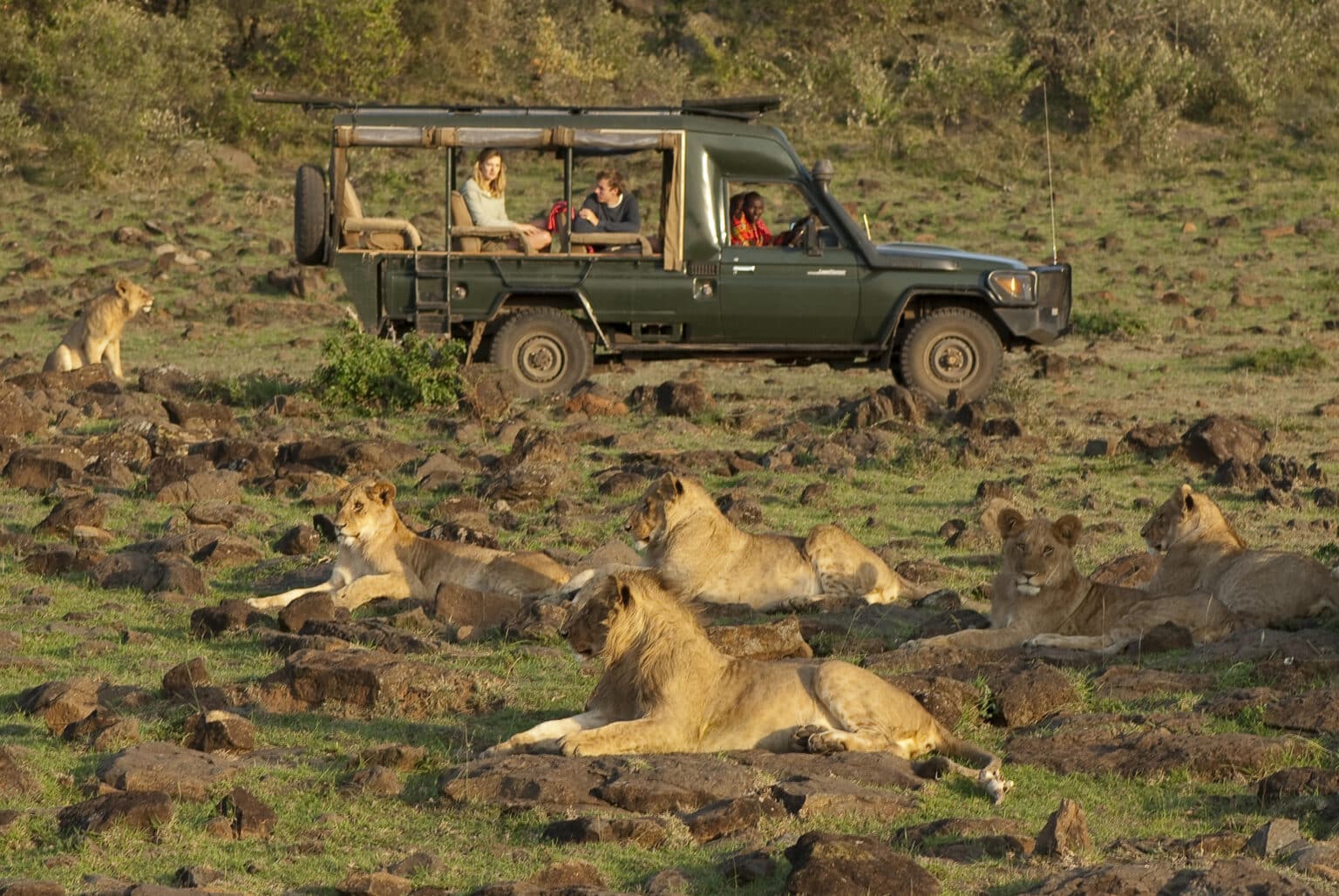 The Offbeat Mara - Pride of Lions