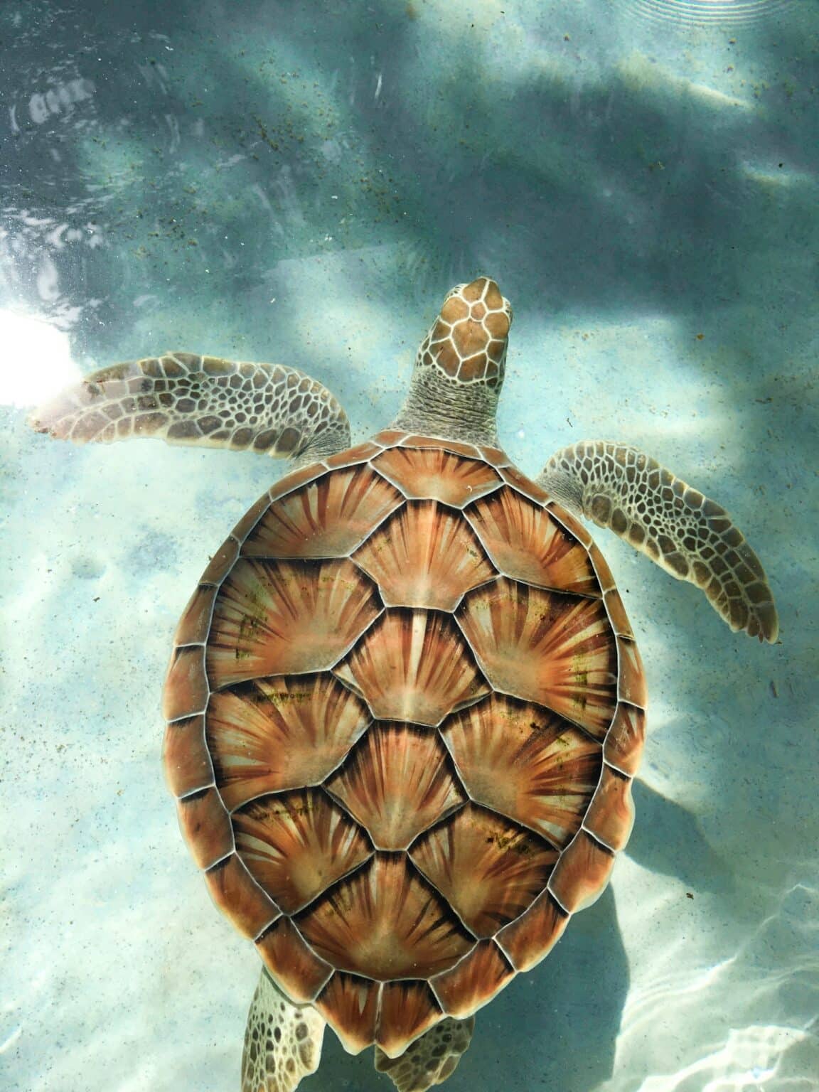 Tortuguero, Costa Rica