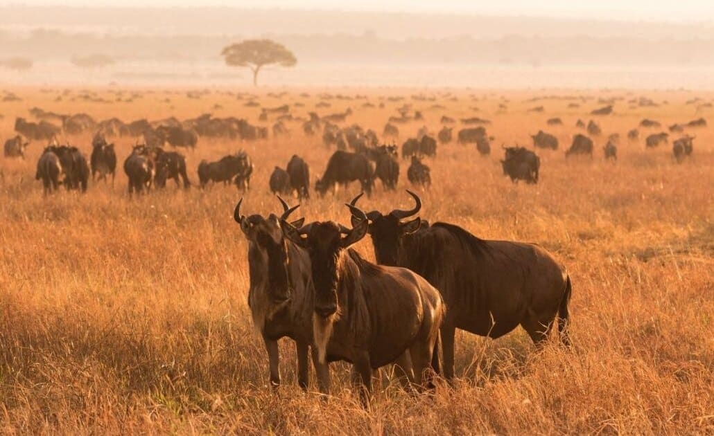 Wildebeest - Serengeti