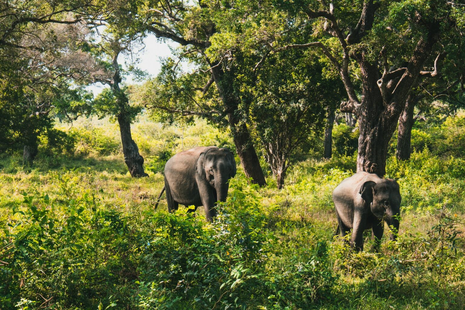 Yala National Park - Sri Lanka