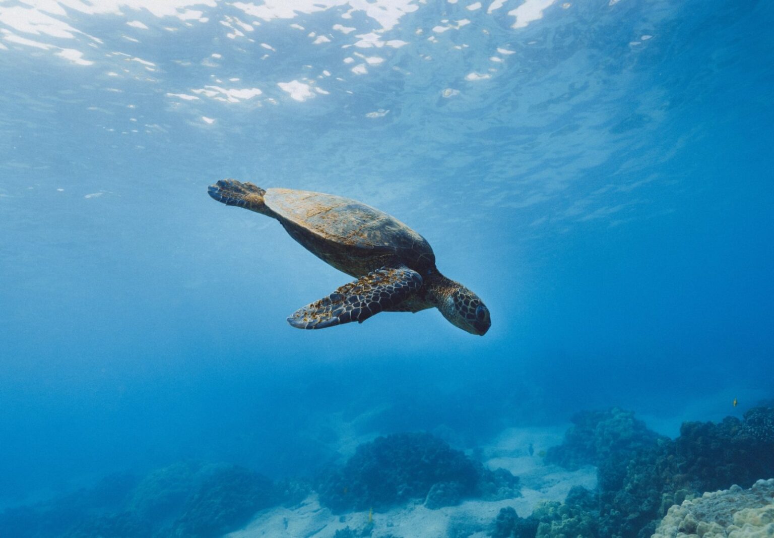 Galapagos - Diving turtle