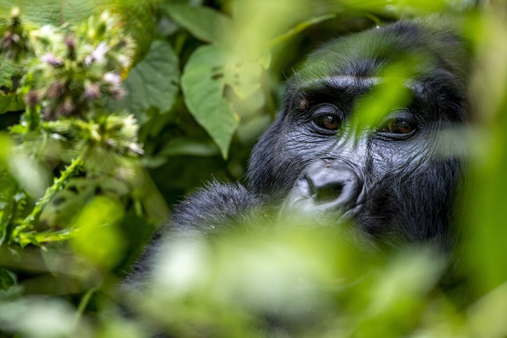 Uganda - Bwindi National Park