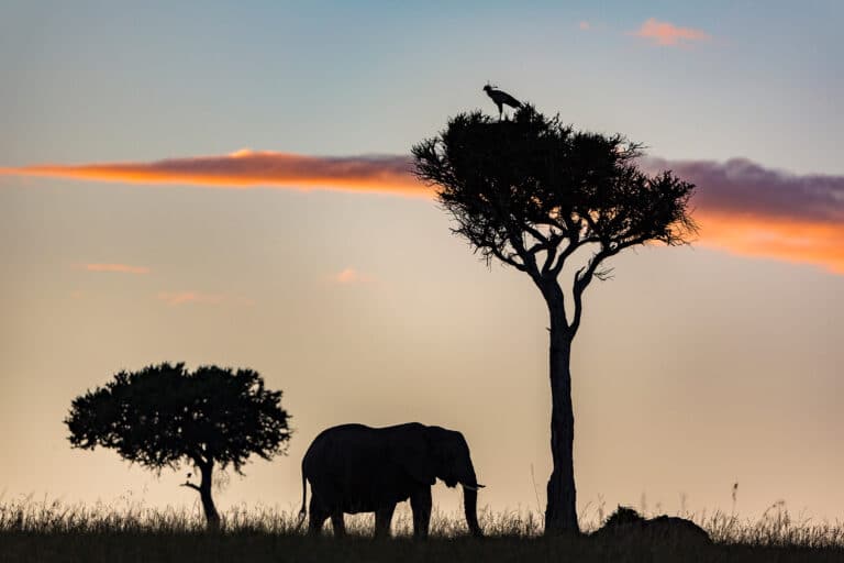 Maasai Mara - Kenya