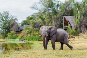 Botswana Savute Safari Lodge