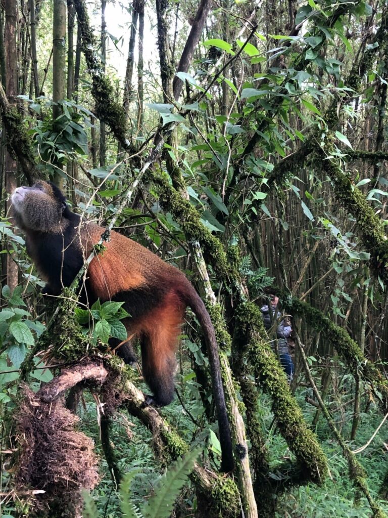 Golden Monkey Trekking - Rwanda