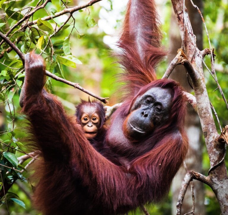 Sepilok Orangutan Sanctuary & Bornean Sun Bear Centre - Borneo