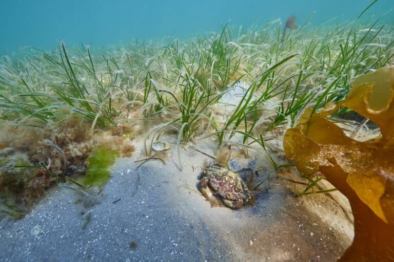 Seagrass - Seawilding Foundation