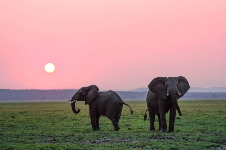 Game Drives in Yala National Park - Sri Lanka