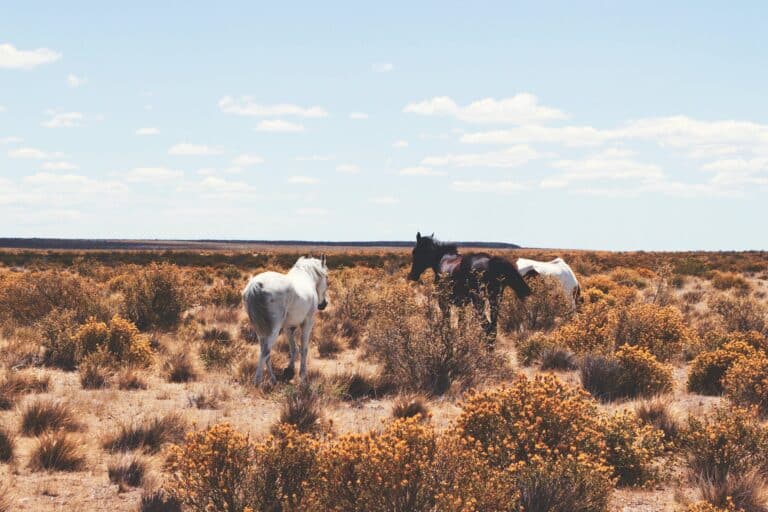 Horse Riding - Argentina