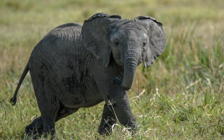 Elephant Sanctuary - Kenya