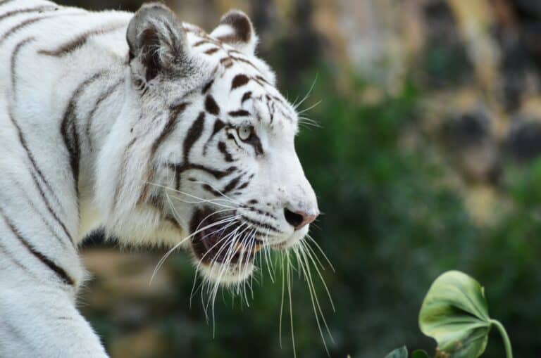 White Tiger - Singapore