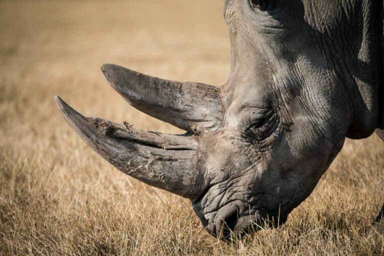 Rhino Tracking - Zimbabwe
