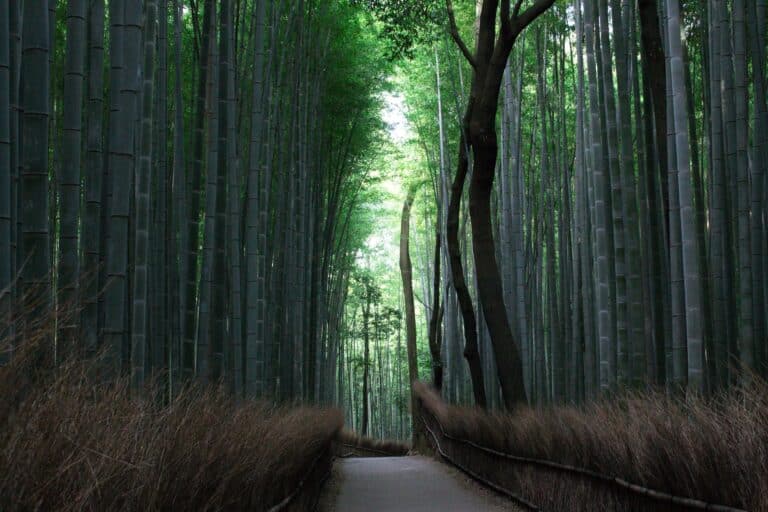 Bamboo Groves of Arashiyama - Japan