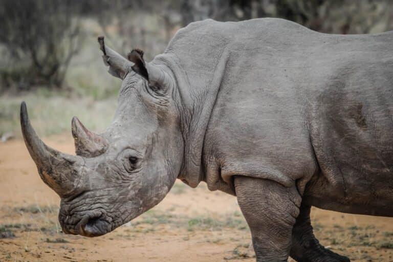Rhino Ear Notch Identification - South Africa