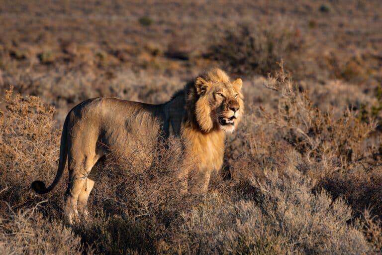 Lion Tracking - Zambia