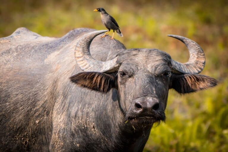 Water Buffalo - Sri Lanka