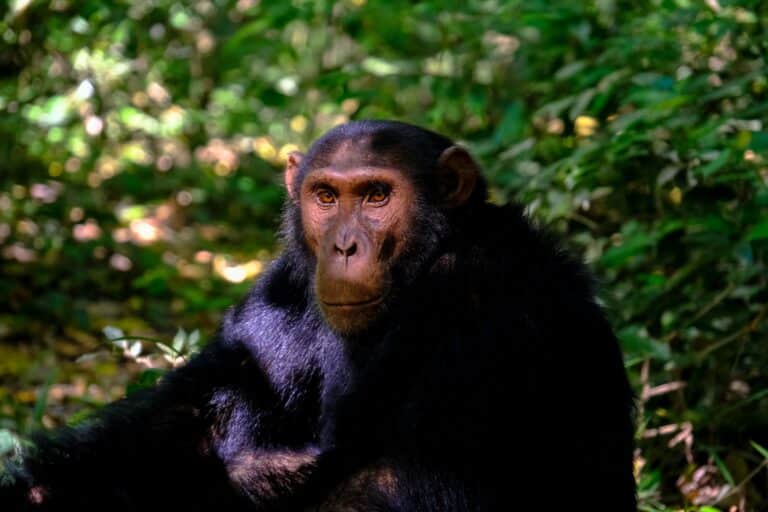 Chimpanzee Trekking - Rwanda