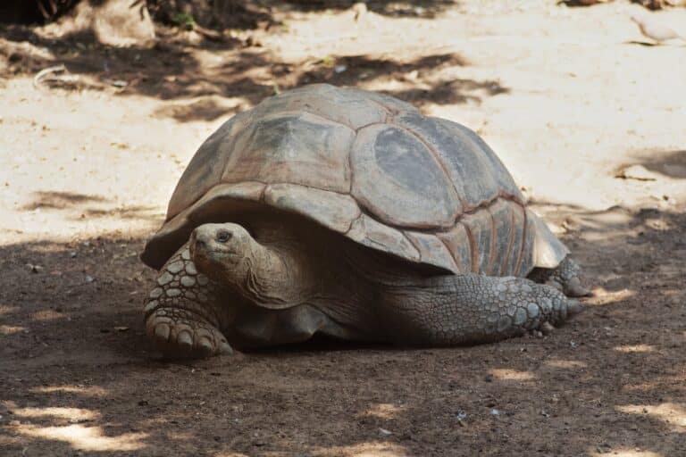 Giant Tortoise Reserve - The Galapagos