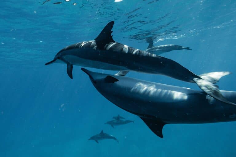 Swim with Dolphins - Zanzibar