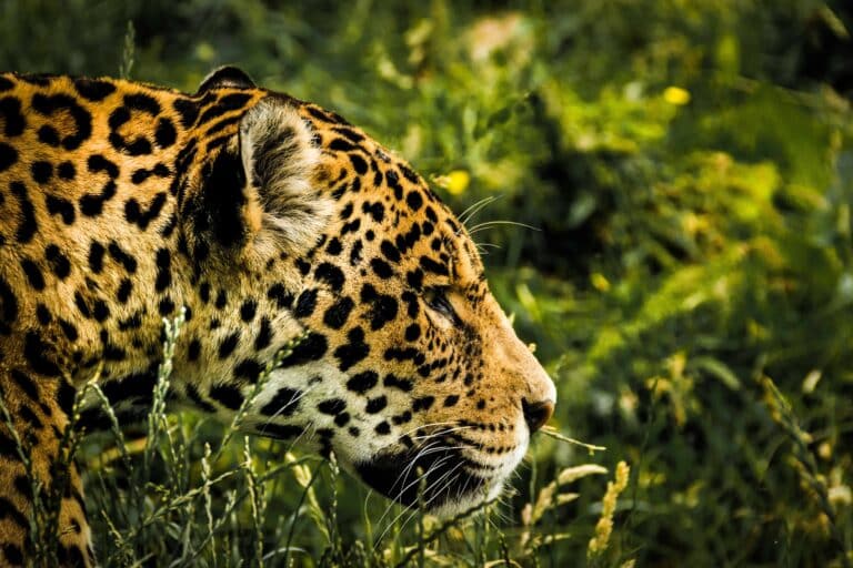 Jaguar Spotting - Brazil