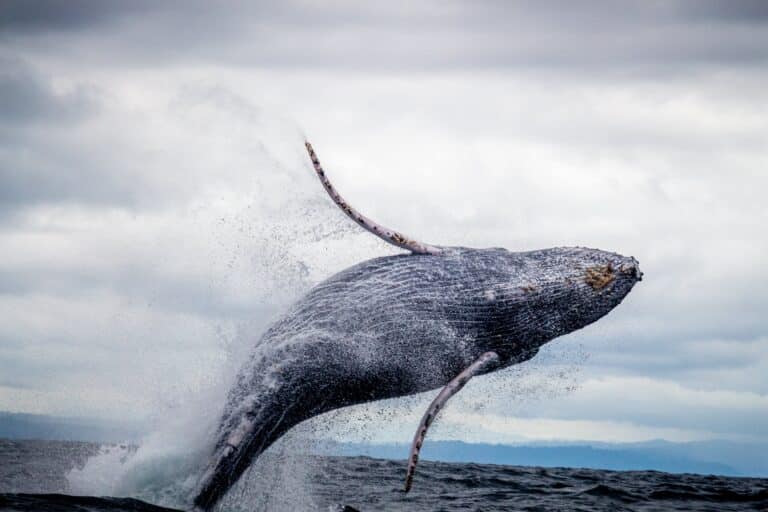 Whale Watching - South Africa
