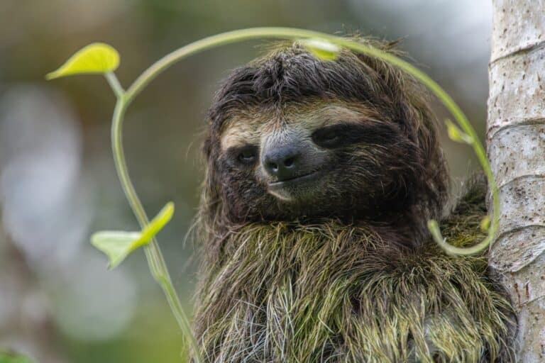 Sloths - Costa Rica