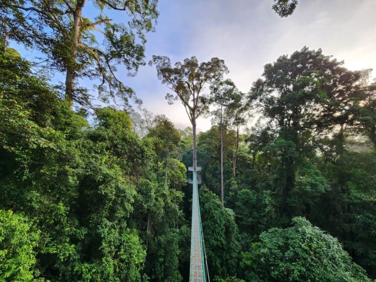 Danum Valley Canopy Walkway - Borneo