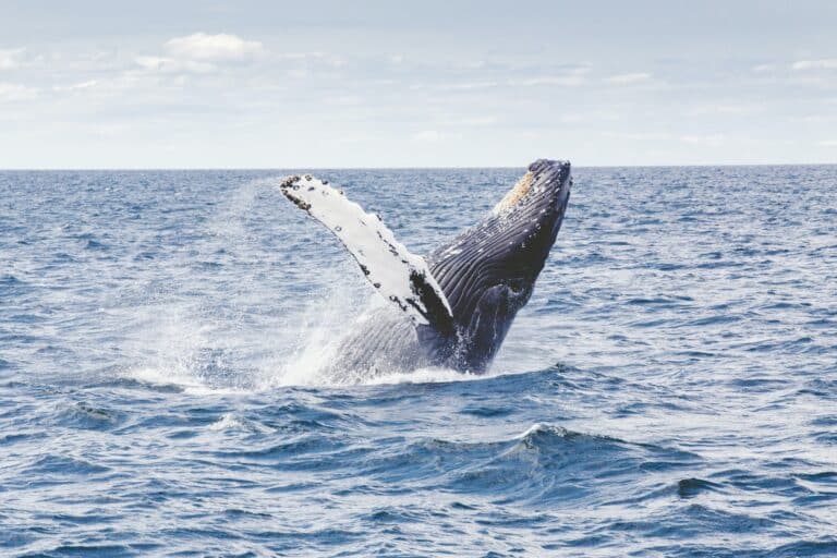 Whale Watching - Costa Rica