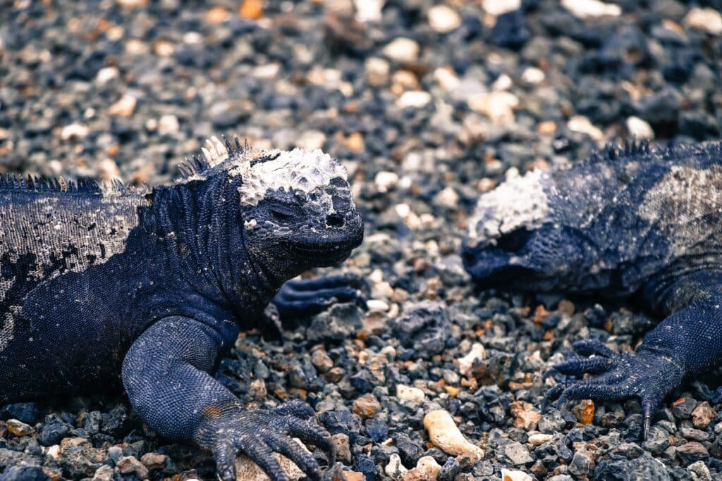 Isabela Island - Ecuador Galapagos