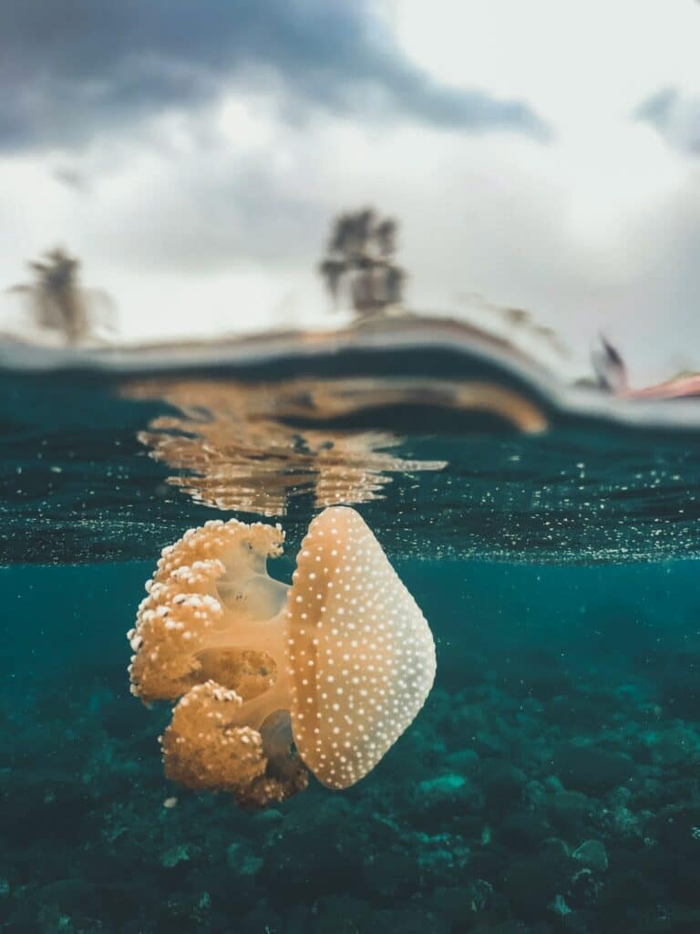 Kakaban Jellyfish - Indonesia