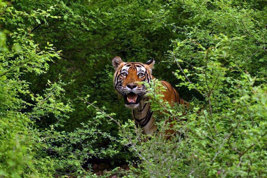 Aman-i-khas Hotel - Tigers in Bush