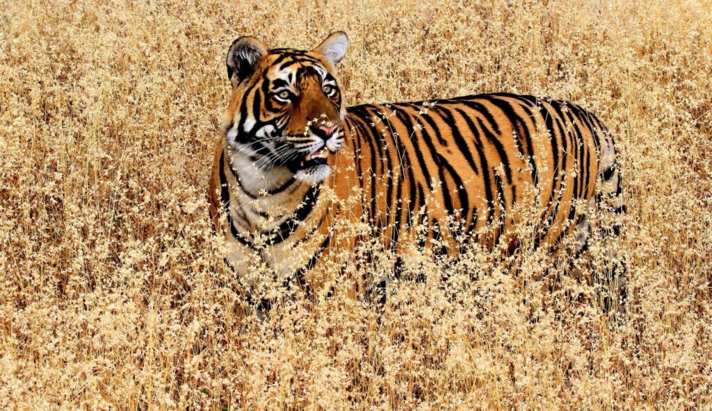 Aman-i-khas Hotel - Tigers in Long Grass