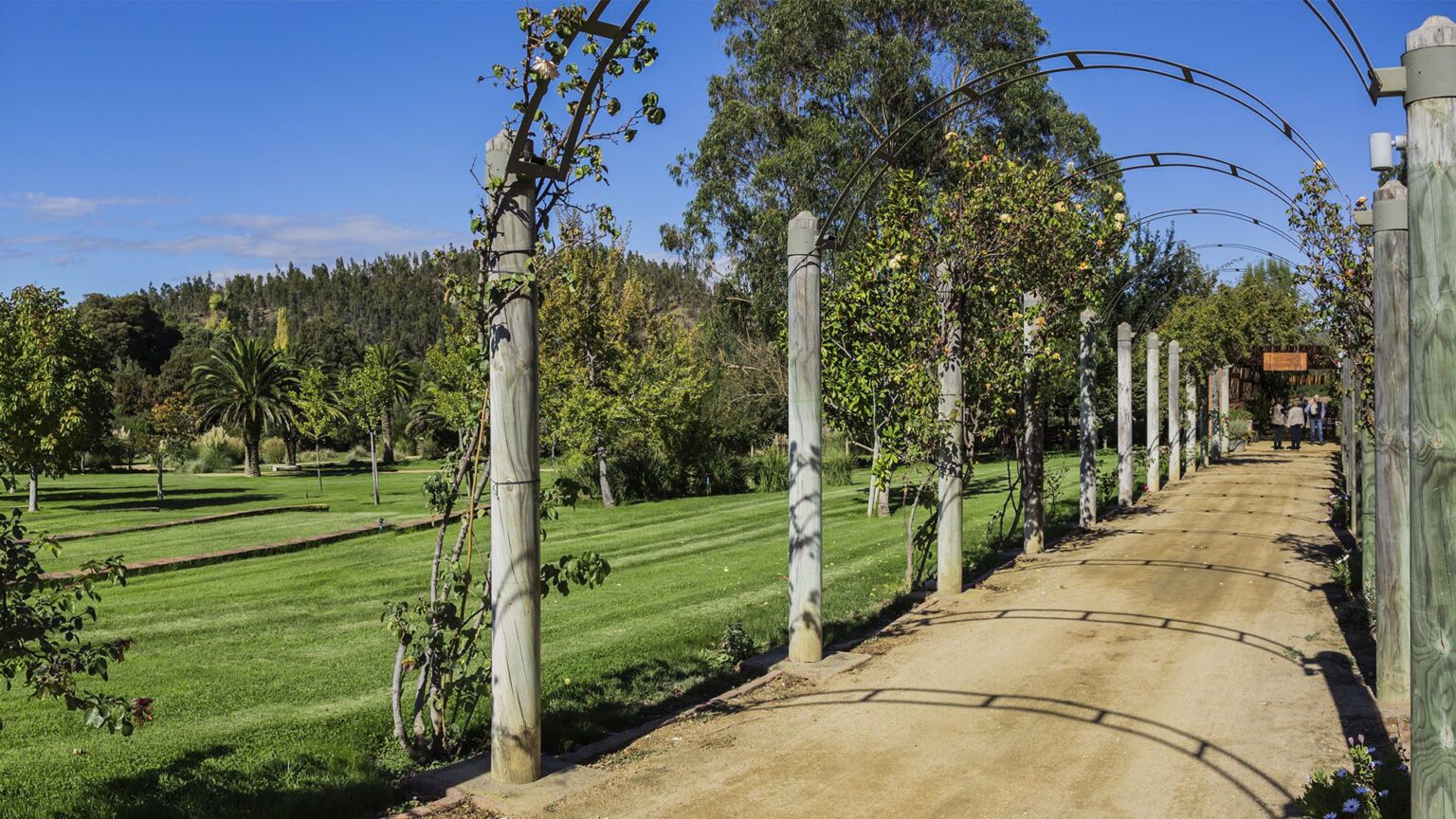 Chile - Vineyards