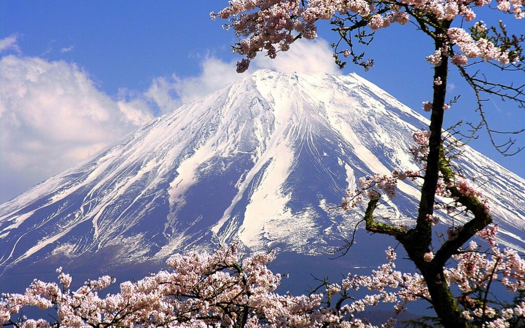 Japan - Cherry Blossoms