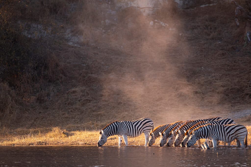 Makgadikgadi Pans Nat Park - Zebras