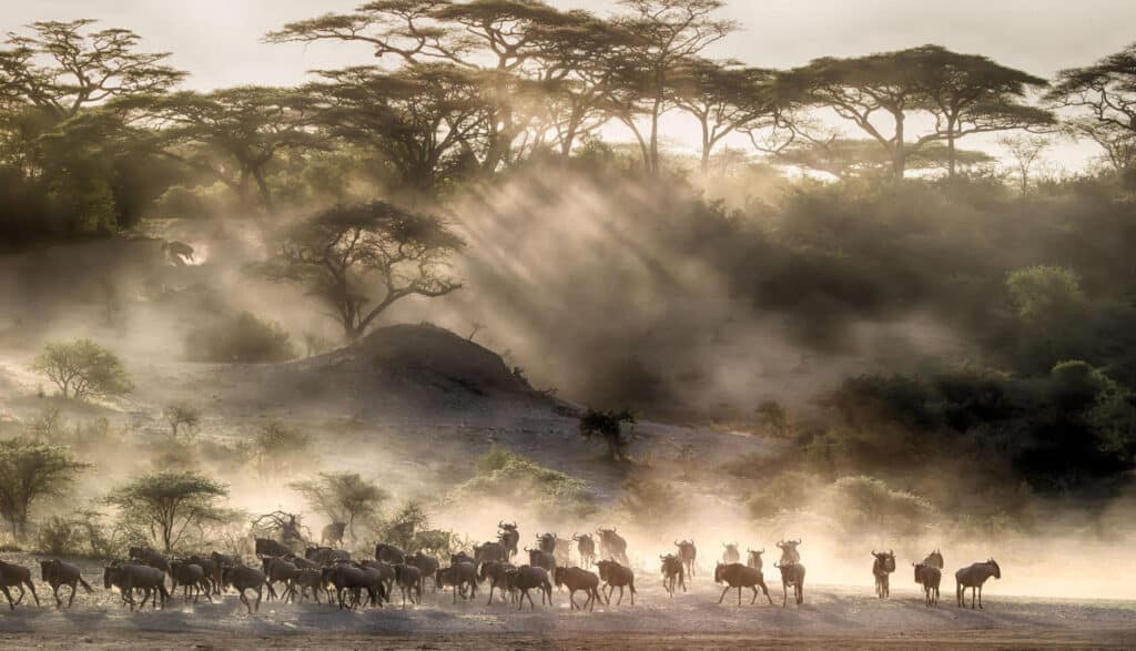 Serengeti National Park, Tanzania