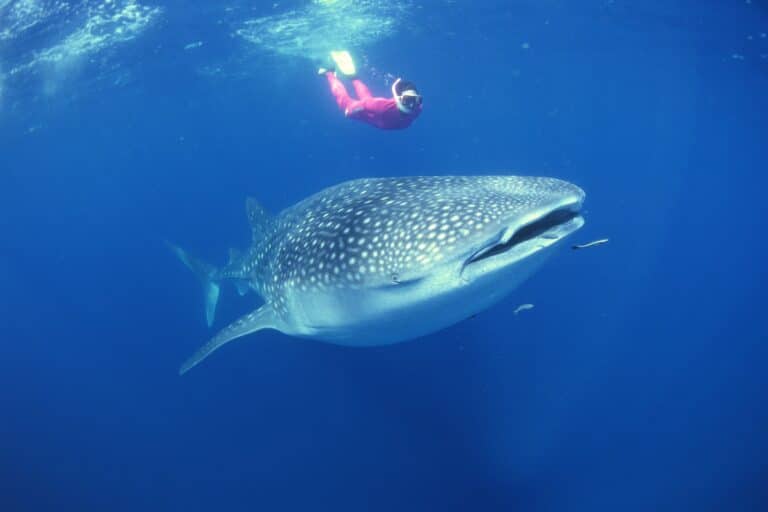Mexico - Diving with Whale Sharks