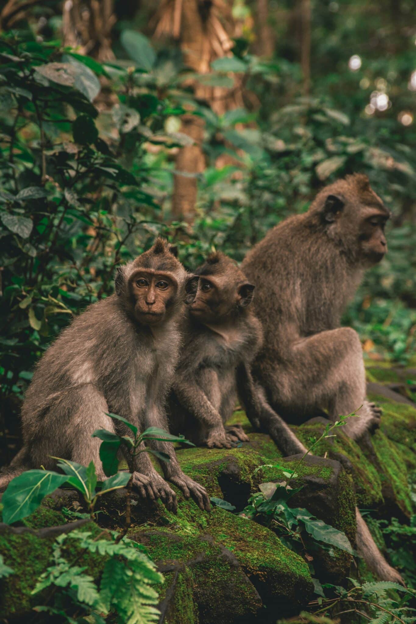 Hawler Monkeys