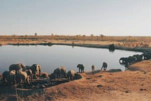 Zimbabwe - Hwange National Park