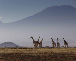 True Travel Kenya