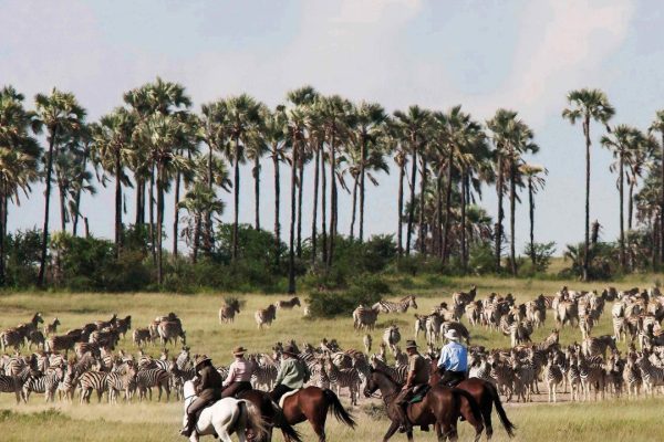 Tailor-made Group Holidays - Group Safari