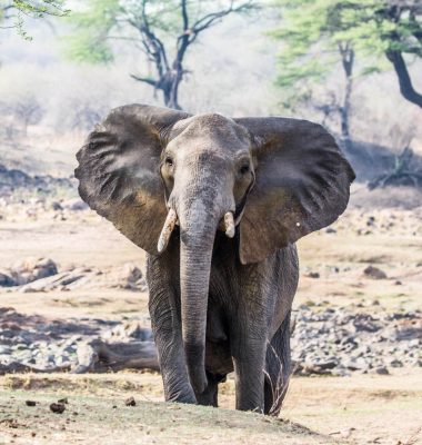 Ruaha - Elephants -Tanzania