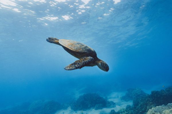 Galapagos - Diving turtle